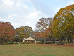 広見公園の紅葉&黄葉　2016.11.23