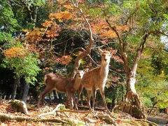 奈良紅葉2016