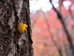 今年も紅葉の見納めは鎌倉天園の獅子舞で