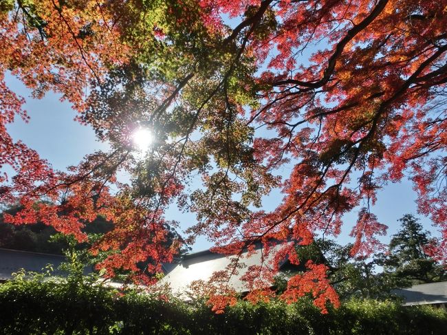 北鎌倉の駅から歩いて１５分。<br />建長寺がそこにある。<br /><br />鎌倉五山第一位の大きなお寺なのだけれど、北鎌倉からお寺を見始めると、いつも建長寺はスルーしてしまっていた。<br />なんか、面白くない・・・<br />ビャクシンの大木と大きな伽藍だけ。。。<br />そう思っていたから。<br /><br />ところが、ところが、半僧坊に行くところからステキな紅葉がたくさん待ち受けていた。<br /><br />半僧坊って、紅葉の名所でもあったのですね～。<br />ハイキングが苦手なあんみつも、ここで鎌倉アルプスの景色の一部を見ることが出来ました。<br />富士山も見えてよかった！<br /><br />