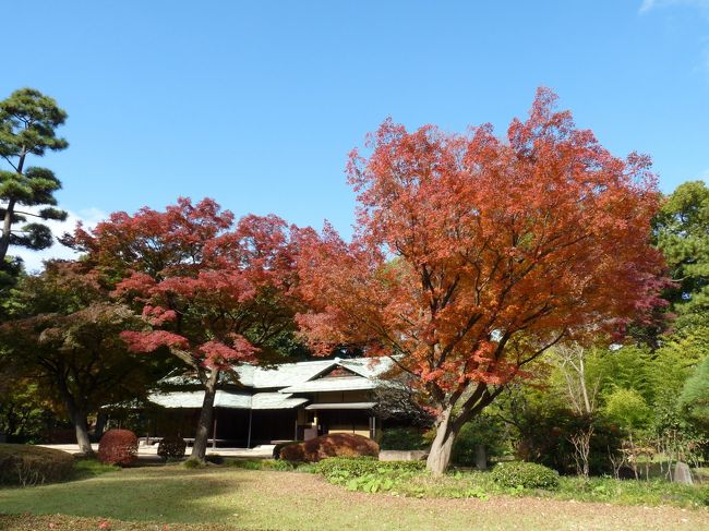 皇居東苑で、初公開の「富士見多門」を見学した後、二の丸庭園へ行きました。<br />紅葉の見頃は若干過ぎていましたが、まだまだ楽しむことができました。