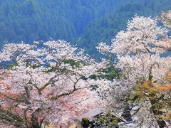 2016 お花見 （三多気の桜 編）