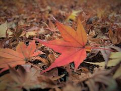 大威徳寺の紅葉　2016.12.5　落葉多し