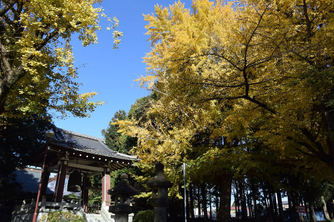 近くまで行く用事があり、そこから久遠寺の黄葉が見えたので寄ってみました。