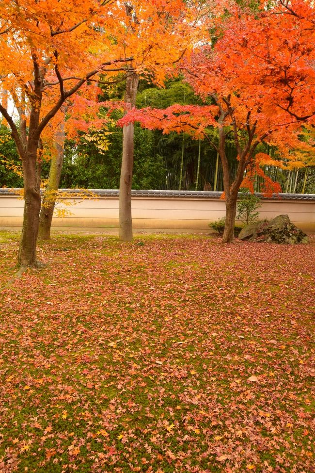 一応年末とはいえ、突然仕事が想定以上に忙しくなり、<br />でも、忙しくなる前に入れた旅行の予定は完遂したいし、<br />という事でここの所バタバタしつつも<br />紅葉がまだ残る京都に行ってきました。