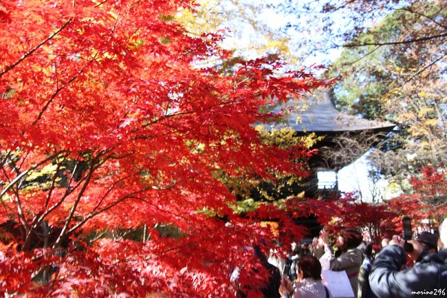 １２月に入りそろそろ紅葉もフィナーレを迎えそうですが、九品仏浄真寺と等々力渓谷へ出掛けました。<br /><br />九品仏は、アド街ック天国で紹介されたこともあり多くの人が紅葉のトンネルを楽しんでいました。<br /><br />表紙の写真は、九品仏浄真寺の仁王門前の紅葉です。