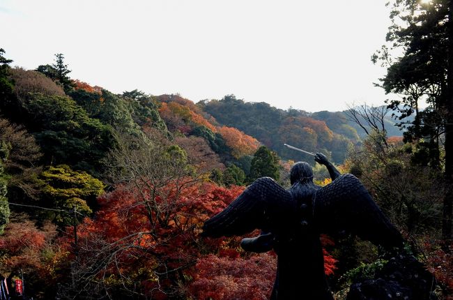 紅葉巡り　古都鎌倉　（後半：（浄智寺）－ハイキングー源氏山ー化粧坂切通しー海蔵寺ー鶴岡八幡宮ー建長寺）