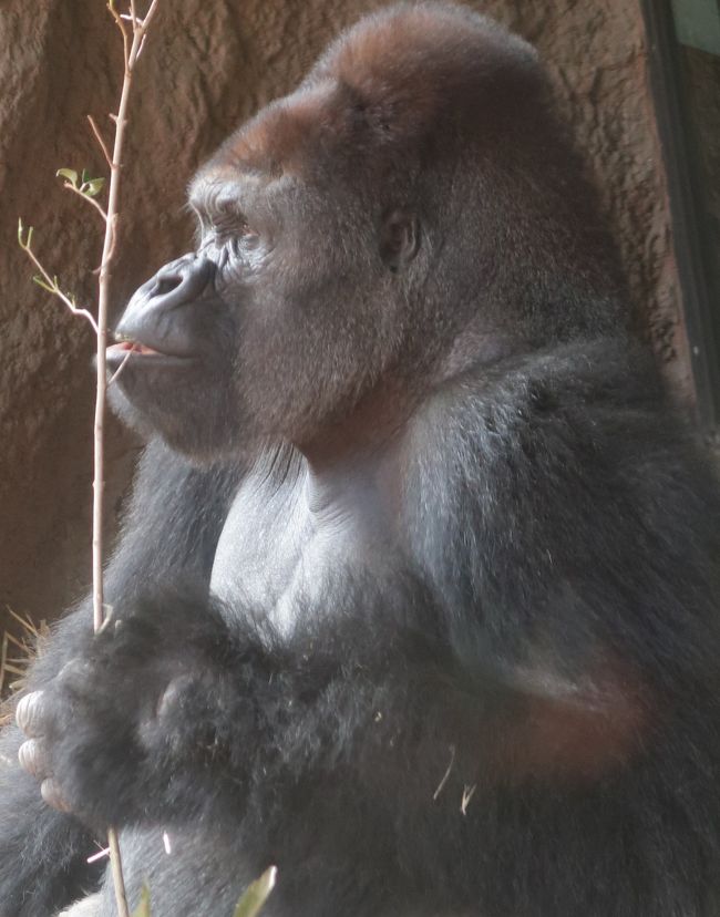 ニシローランドゴリラ（Western Lowland Gorilla）は、サル目(霊長目)-ヒト科-ゴリラ属に分類される哺乳類。 アンゴラ、カメルーン、中央アフリカ共和国、コンゴ共和国、コンゴ民主共和国、赤道ギニア、ガボンの山林や低地の湿地に生息している特定動物である。<br />野生においては30-35年の平均寿命とされるが、生息環境の良い飼育下ではより長く生存が可能である。<br />（フリー百科事典『ウィキペディア（Wikipedia）』より引用）<br /><br />東京都恩賜上野動物園は、東京都台東区上野公園の上野恩賜公園内にある東京都立の動物園である。通称上野動物園。<br />開園は、1882年3月20日で、日本で最も古い。公益財団法人東京動物園協会が管理する。敷地は西園と東園に分かれており、両園を結ぶ都営モノレール（上野懸垂線）は日本初のモノレールである。<br /><br />スマトラトラ、ニシローランドゴリラ等の希少動物をはじめ、500種あまりの動物を飼育している。この飼育動物の種類は、日本で東山動植物園（550種）に次いで多い。1990年代以降は、多摩動物公園で行われたような、飼育環境をできるだけ自然な状態に近づける取り組みが行われている。<br />ジャイアントパンダ、オカピ、コビトカバと世界三大珍獣が飼育されている。<br />（フリー百科事典『ウィキペディア（Wikipedia）』より引用）<br /><br />　上野動物園は、東京の都心部にありながら自然とその景観を維持している都市型の動物園で、約400種3,000点の動物を飼育しています。<br />＜東園＞<br />　東園は巨樹が鬱蒼とした上野公園の丘陵地に位置しており、中型のサル類を展示しているほか、ジャイアントパンダ舎、ゴリラ・トラの住む森、ゾウのすむ森、クマたちの丘、ホッキョクグマとアザラシの海などがあります。<br />・ゴリラ・トラの住む森<br />　ゴリラ、トラそれぞれの生息地に合わせた植栽を施し、自然に近づけた展示をおこなっています。ニシゴリラは国内外の動物園と協力しあって群れ飼育をおこない、ゆとりある環境で繁殖に取り組んでいます。2013（平成25）年4月にはメスの子ども「モモカ」が誕生し、元気に育っています。<br /> （http://www.tokyo-zoo.net/zoo/ueno/about.html　より引用）<br /><br />上野動物園　については・・<br />http://www.tokyo-zoo.net/zoo/ueno/<br />