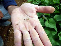 ０２．三島市佐野体験農園　芯喰い虫発生で大根・二十日大根・カブがほぼ全滅