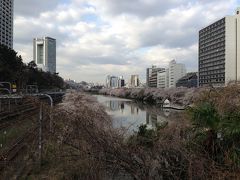 早朝の外堀通りを桜を愛でながらぶらぶら