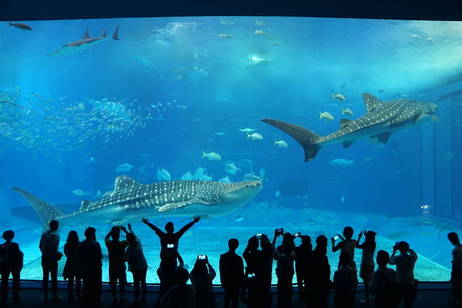 楽しんだぜ！！　２０１６　沖縄県　『この日も天気が良かった♪美ら海水族館でジンベイザメ♪球屋の車えび料理はすごくおいしかった♪』　ＩＮ　美ら海、宜野座