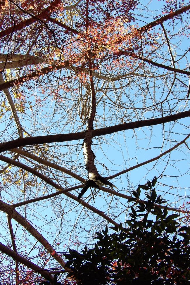 　先週の金曜日（12/2）にここ獅子舞の谷を訪れて、富士山のビュースポットであることを発見し、また、この素晴らしい紅葉は人工林であるが故の綺麗さであることと、ぬかるんだ谷道が危険なこと、そして、折れた大きな枝が銀杏の木に引っ掛かっており、上にも大きな危険が潜んでいることをお知らせした。<br />　今週の月曜日（12/5）にも天園を訪れたが、ハイキングコースの水溜まりとぬかるみに閉口して獅子舞の谷には下りなかった。しかし、今週はその後に空気が乾燥したために、今日は獅子舞の谷のあのぬかるみは解消されており、いつもの悪路に戻っている。それで、富士山を眺め、眺め、獅子舞の谷に下りてみた。<br />　富士山を眺めていると、若い外国人女性のグループが来たので富士山が見えることを知らせたが、大しては喜んではいない。良く耳を澄ませると英語ではなくドイツ語で話しているではないか。伝わらなかった訳ではないが、ドイツ人はそれほど富士山は好きではないのか？<br />　紅葉は葉が半分程度は落ちた感じではあるがまだまだ見られる綺麗さだ。娘盛りに美人だった人が、女盛りにも、年を重ねてもかつての面影を残していて相変わらず綺麗であるといったところか。<br />　そして気に掛かっていた例の引っ掛かっている枝はもう地面に落下しているのであろうか？まだそのままだ。葉が落ちて視界が開け、前回は気が付かなかったが、その反対側のもさらに大きな折れた枝が引っ掛かっているではないか。何とこの時期にこれだけ多くの人たちが訪れるここ獅子舞の谷は、鎌倉市以外なら立入禁止にするべき危険な状態のままで放置されているのだ。これを見て切通には下りず、また下りて来た山道を引き返した。そして瑞泉寺方面に向かった。<br />（表紙写真は獅子舞の谷の危険な枝）