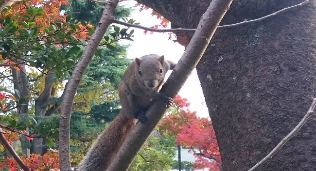 世の中ではすっかり冬の準備が始まっている今日この頃ですが、鎌倉の秋は遅く、例年11月下旬にやっと紅葉が始まり12月に見頃を迎えます。<br /><br />11月の終わり、買い物ついでに鶴岡八幡宮に様子を見に行ったらだいぶ色づいてきていたので、スマホで「秋」を撮ってきました。<br /><br />