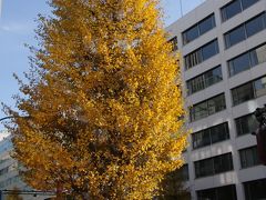 都心の秋景色探訪とイルミネーション　霞ヶ関・虎ノ門・赤坂・表参道 Visit autumn color in mid Tokyo