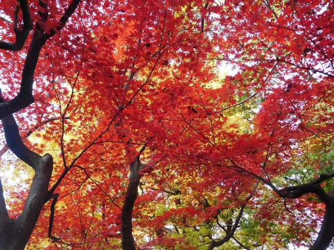 今年の都心の紅葉は六義園を訪れました。予想以上に色とりどりの艶やかな紅葉でした。<br /><br />---------------------------------------------------------------<br />スケジュール<br /><br />12月3日　自宅－駒込駅　六義園観光　駒込駅－自宅