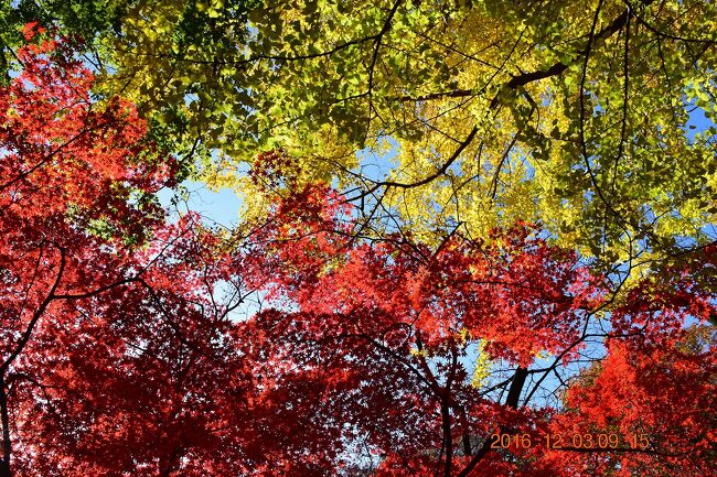 12月最初の土曜日、晩秋の紅葉散策としてまだ近場で見れる場所は？…と情報探って見頃だった文京区の六義園と北区の旧古河庭園の2つの庭園の紅葉を見に行ってみました。<br /><br />六義園は桜や紅葉の名所で知られた回遊式築山泉水庭園で、特に春のしだれ桜は有名です。<br />また、六義園から徒歩圏内の旧古河庭園はバラの名所として知られていますが、紅葉も見られます。<br /><br />六義園<br />https://www.tokyo-park.or.jp/park/format/index031.html<br /><br />旧古河庭園<br />https://www.tokyo-park.or.jp/park/format/index034.html