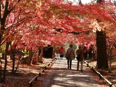 九品仏 紅葉の哀愁 初見