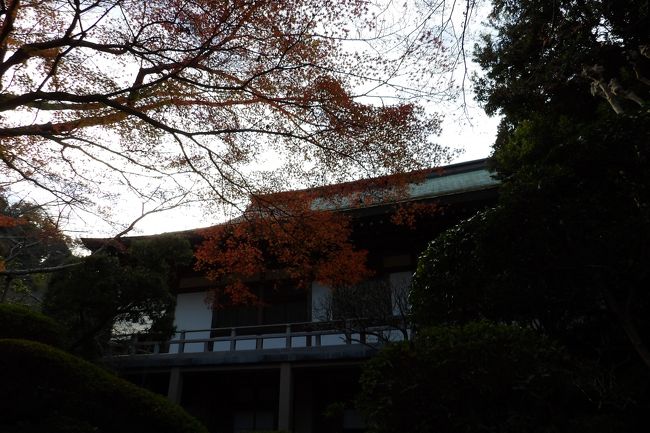 　竹寺として知られる報国寺は花の寺という表札を下げている。春は桜、秋は紅葉である。観光客がやって来る鎌倉駅から最も遠い寺がここ報国寺であろうか、あるいは浄妙寺まで足を延ばす観光客も多いであろうか。<br />　報国寺は紅葉を楽しむ観光客で溢れている。それも外国人が多い。境内には何本ものもみじが植えられていて、今頃が盛りかと思われる。ただし、まだ緑が多く残るもみじの木もあるくらいだ。<br />　また、鎌倉の紅葉といえば、自然林の紅葉ではなく、人工林の紅葉だ。獅子舞の紅葉も人工林の紅葉であるし、ここ報国寺の紅葉も言わずもがな人が植えた人工林の紅葉だ。ただ、歴史的な場所ではあるが獅子舞の紅葉は山の中の谷間での紅葉であり、一方、ここ報国寺の紅葉は背景に人工の構造物である伽藍が控え、日本建築に華を添える美しい紅葉である。<br />（表紙写真は報国寺の紅葉）