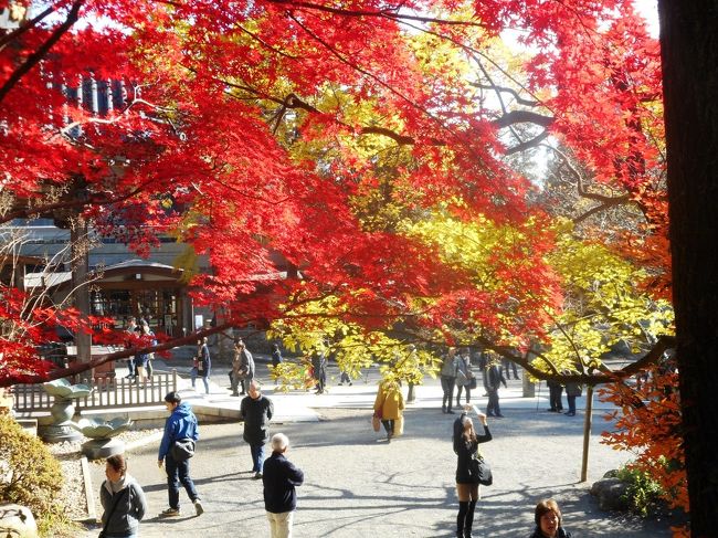 　井の頭公園にひきつづきバスで移動、調布深大寺へ行った。ここは井の頭公園以上に錦秋の森だった。<br />　ゲゲゲの森ともいわれてるとおり、調布深大寺は、近隣に水木しげるが生前住んでおり、ゲゲゲの鬼太郎の舞台のもでるになったところ。そのため鬼太郎茶屋のように、鬼太郎ゆかりのお店もあったりする。<br />　現在の「巡礼聖地」のさきがけである。特に2007年から東映製作、フジテレビ系放映の「ゲゲゲの鬼太郎（5期目）」が放送された時から注目されだした。<br />　調布の町にも鬼太郎通りや鬼太郎バスとかが今も運行されている。<br />　鬼太郎はかなり息の長い作品で、もう50年近い歴史がある。また、定期的にアニメ化や映画化も行われているので、今後もこの調布が注目される時が来るだろう。<br />　最近では「ゲゲゲの女房」と「深大寺そば」で有名であるが。<br />　ゲゲゲの森は、朱に染まり、実に美しかった。<br />　