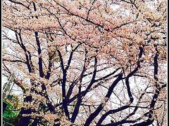 仰げば尊し～おらの「団地ょ（断腸）」の～思い（想い出）～（港南台住宅／港南区／横浜市／神奈川県）