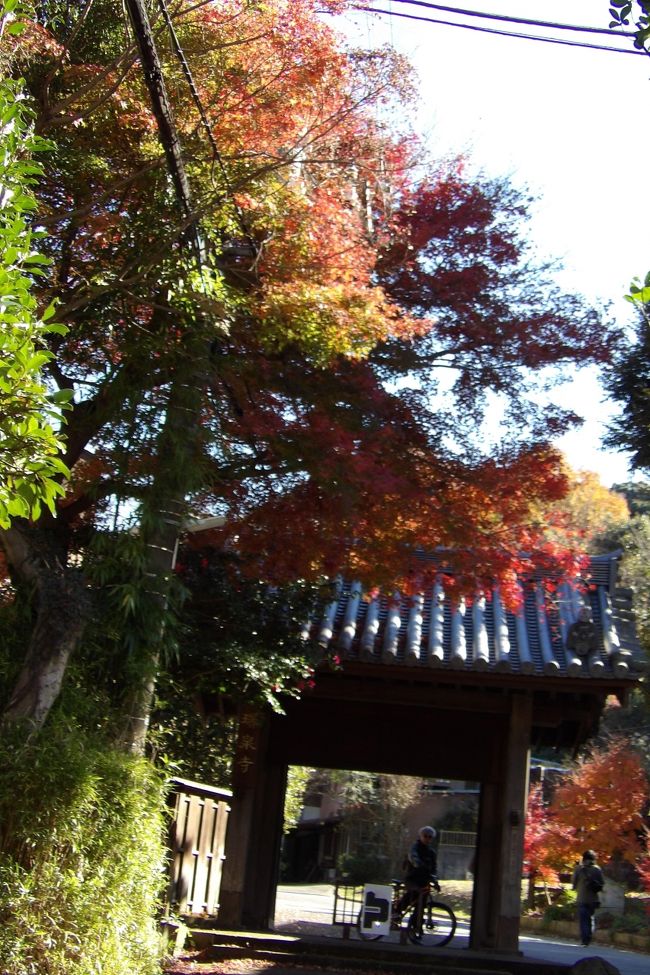 瑞泉寺は一番遅い紅葉で知られているとTVで何度か放送していた。なるほど、惣門辺りのもみじの紅葉は今も盛りといった感じだ。<br /> 瑞泉寺から上って天園ハイキングコースへと向かう。尾根の三叉路からは多くの人たちのグループが下りて来、上で休んでいるグループもいる。「富士山は見えますか?」と尋ねると、建長寺辺りでは見えたという。ここでは富士山を見たことがある人たちはいないようだ。もう何度も足を運んで来ているのに、果たしてこの場所は富士山のビュースポットであるのかないのか?<br /> 貝吹地蔵を越え、富士山の展望スポットの杉の丸太のベンチ前から眺めるが、雲が湧き出ており、その山容は見えない。それでも、裾野のなだらかな稜線が見えているか隠れているのか、まじまじ見ていると、一人歩きのおばさんが来て、富士山の方向や左右に見える山の名前を聞かれたが丹沢以外は知らない。この天園ハイキングコースの天園辺りの富士山のビュースポットを教えると乗ってきた。源頼朝自刻像や平(北条)政子自刻像があり、頼朝と政子の顔はそれらしいく見えることや、獅子舞手前の切通から円海山までの山道が馬が通れるように整備されたことなどを話たら、少し長話になってしまった。また、タンポポが大好きともいっていたが、その知識は初心者程度であった。日本人はタンポポ好きだと言われるが、その知識がある訳ではない。シロバナタンポポも知らなくてもタンポポ好きは多い。<br /> この富士山のビュースポットを過ぎるといよいよ人がまず通らない山道に入るのだ。<br />(表紙写真は瑞泉寺惣門の紅葉)