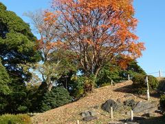 浜離宮恩賜庭園の紅葉_2016_見頃は過ぎていたが、晴天に恵まれて散策を楽しみました。（中央区）