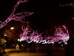 冬桜イルミネーション @ 上野公園