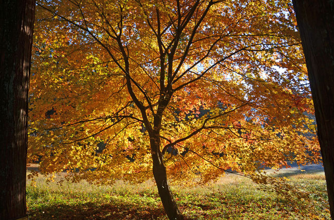 自然がいっぱいの丸火自然公園を散歩して来ました。<br />ひょっとしたらまだ紅葉が見ることが出来るかも…と、期待していましたが、残念ながら、紅葉はもう終盤のようでした。<br /><br />★富士市役所のHPです。<br />http://www.city.fuji.shizuoka.jp/<br /><br />★富士市の公園探索ガイドのHPです。<br />http://fujipark.com/