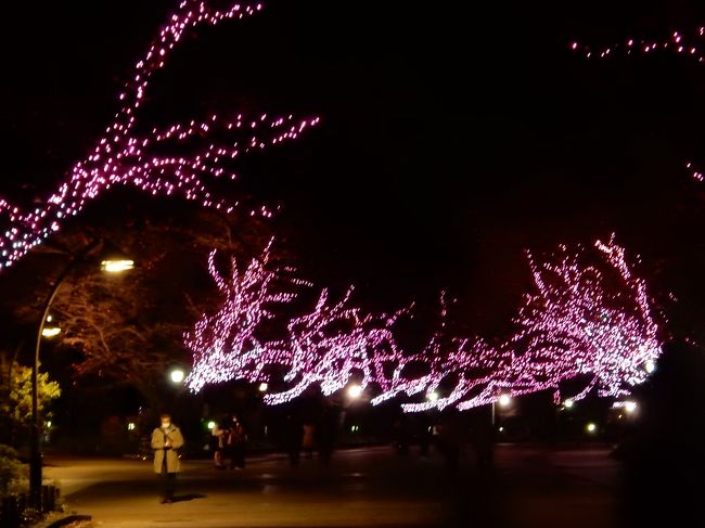 上野恩賜公園 冬桜イルミネーション<br />http://www.enjoytokyo.jp/amuse/event/1326925/<br /><br />公式ページはどこも画像のwebなので、なかなか検索にひっかかりませんね。<br /><br />2016年10月21日(金)～2017年1月15日(日)<br />※コンセプト＋アドバイス　石井幹子デザイン事務所<br /><br />目黒川よりもきめが細かい感じのLED 10万灯です