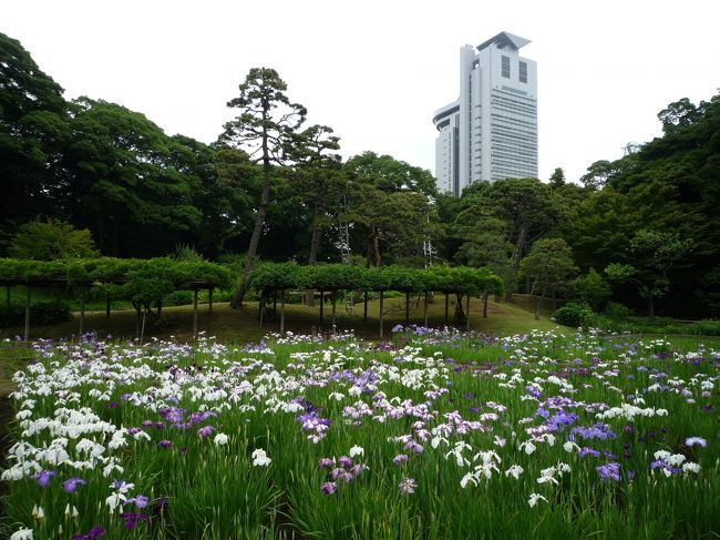 5月中旬に岡山倉敷旅行に行ったので、当初は予定していなかった東京旅行。<br />気になっていた展覧会が関西でも行われるだろうと思っていたら、関西では行われないことがわかりました。<br />次の開催は10年後のようです。他にも見たいなと思っていた展覧会もあったので東京に一人旅してきました。<br />暑いのが苦手な私は６月から９月は国内旅行はしないのですが、暑い中頑張って旅行しました。<br /><br />【行ってきた展覧会】<br />目黒区美術館：没後40年　高島野十郎展　―光と闇。　魂の軌跡<br />国立新美術館：オルセー美術館・オランジェリー美術館　ルノワール展<br />国立西洋美術館：日伊国交樹立150周年記念　カラヴァッジョ展<br />東京都庭園美術館：<br />日伊国交樹立150周年記念　メディチ家の至宝―ルネサンスとジュエリーと名画<br /><br />【行ってきた博物館など】<br />江戸東京博物館<br />葛西臨海水族園<br /><br />【行ってきた庭園】<br />浜離宮恩賜庭園<br />小石川後楽園<br />六義園<br /><br />写真は小石川後楽園の花菖蒲です。<br />後ろに見えるのは藤棚で梅、桜、藤、菖蒲、紅葉と四季を通じてたのしめます。<br />飯田橋もオフィス街ですが、少し歩くと神楽坂があったり後楽園があったりと観光も楽しめます。