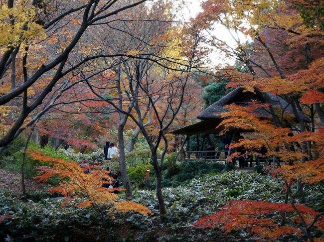 　六義園は徳川5代将軍綱吉の大老格柳沢吉保が、元禄15年に築庭した大名式回遊庭園で、名前は和歌の分類6種から取ったといわれます。<br />　名園の誉れ高い繊細で温和な日本庭園で、国の特別名勝にも指定されます。<br />春の桜、秋の紅葉が有名で、特に秋の紅葉は、関東公園部門ＮＯ１に推されています。<br />　12月も7日となりいささか遅れを執った感もありますが訪問を決意し、ライトアップに合わせ午後からの外出とします。