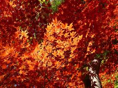 六義園の紅葉_2016_見頃は過ぎていましたが、名残の紅葉を楽しみました。（文京区・本駒込）