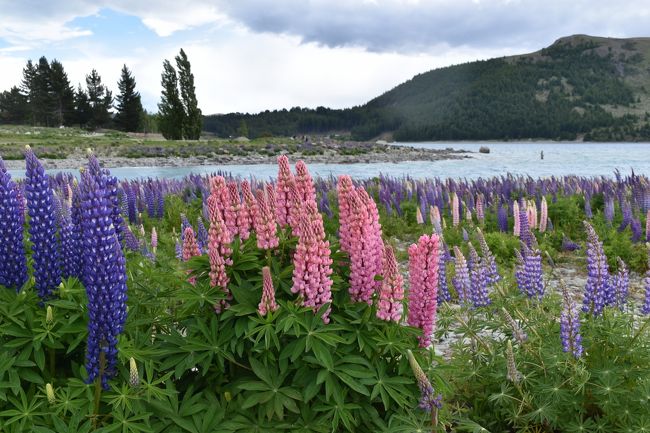 2016年11月ルピナスの花を見にニュージーランドに行きました｡今回は南島の南半分を中心に旅行しました。至る所に咲いていたエニシダの花と道ばたのルピナスの花を満喫しました。