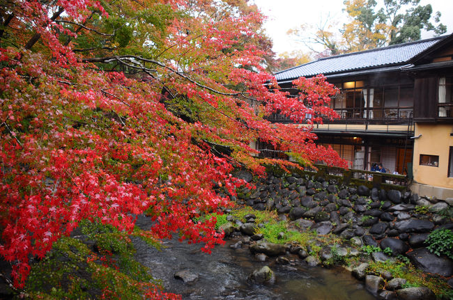半年前から予約していた京都への紅葉狩り。<br />近付くにつれ、なぜか気持ちが京都から離れていくような。<br /><br />そして、出発三週間を切った時、思い切って宿をキャンセル。<br />とは言え、親が楽しみにしていたので、どこか代わりを見付けないといけない。<br />そんな時、修善寺温泉の老舗宿の安いプランを見つけたので、ここだと思い予約。<br /><br />ただ、今年は紅葉前線がいつもとは違い、速かったり遅かったり。<br />紅葉状況を日々確認するも、どうも遅れ気味の様子。<br />直前になっても、まだもみじ林は色付き始め。<br />天気もいまひとつのようだし、これは失敗したか。<br />あとは、天運に任すだけだな。