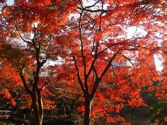 リサーチ不足の東京お出かけ　≪ 日比谷公園の紅葉 ≫