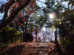 思いがけずいい所だった都立桜ヶ丘公園（晩秋の里山散歩）