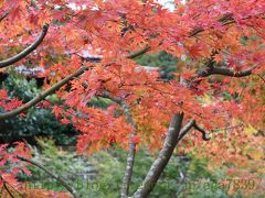 #301　2016年11月23日　北鎌倉　円覚寺　もみじ狩りぃ（２）・・・・箱根・強羅の次は　電車で直ぐの北鎌倉　こんな近くでもみじ狩りが出来るって　横浜に来て3年知らなかった・・・・（笑