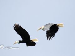 ウォーレシア探鳥記（ハルマヘラ島）