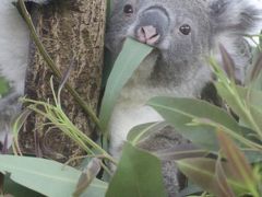 プーズーに会いたくて埼玉こども動物自然公園へ（後編）もうすぐ１才、独り立ちする前のコアラのピノっち＆毛づくろいするシマオイワワラビーの赤ちゃん＆打たせ湯カピバラに会えた東園＆森の教室の恐竜展