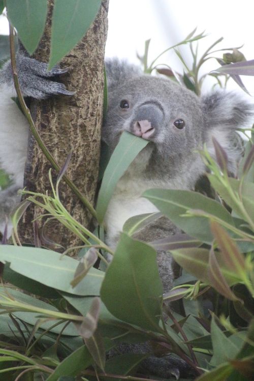 プーズーに会いたくて埼玉こども動物自然公園へ（後編）もうすぐ