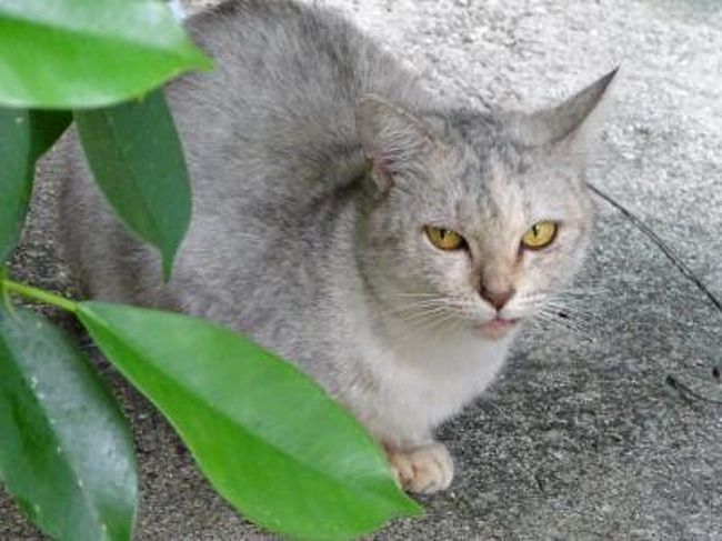 猫 と 沖縄そば だけの那覇 ３泊４日 那覇 沖縄県 の旅行記 ブログ By れいろんさん フォートラベル