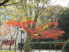 上海の華山路・交通大学・落葉景観路・紅葉