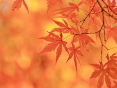 鎌倉紅葉巡り 2016 ～東慶寺・浄智寺・長寿寺・海蔵寺・源氏山公園～