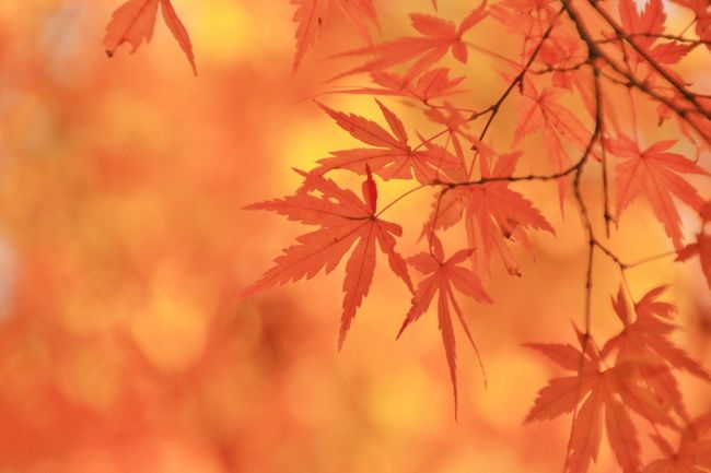 鎌倉紅葉巡り 2016 ～東慶寺・浄智寺・長寿寺・海蔵寺・源氏山公園～