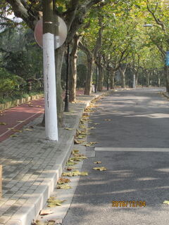 上海の花渓路・・落葉景観路・１１号