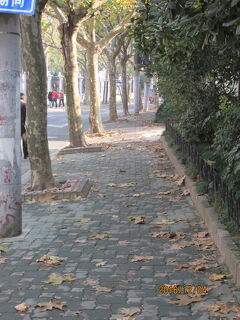 上海の桐柏路・落葉景観路・１２号