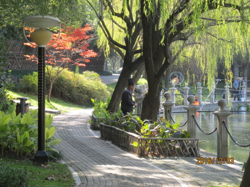 地下鉄松江新城駅脇に広がる思賢公園の紅葉を見にやって来ました。松江思賢路沿いの松江中央公園の一画にある思賢公園。中央に池があり、池周辺にポイントが並んで居ます。テーマの緑は多いですが紅葉は紅葉と銀杏が数本でした。<br />上海市松江区政府サイトに寄れば以下の通りです。<br />思賢公園は松江区行政区画の中心地の南西に位置し、敷地面積12000平米あまりあり、オープン型の公共レジャー施設であります。公園は「緑」「清」「活」という三大テーマを具現化しています。鬱蒼とした木々が、池の水面に投影されます。歩道に塔楼、高山に流水、水辺のプラットフォームと水中の睡蓮は、「景色にも景色あり」と化しています。観光客は公園内を散策しながら、目の前に広がる美しい景色に感銘を受けるでしょう。思賢公園は新城区住民がよく訪れるレジャースポットの一つです。