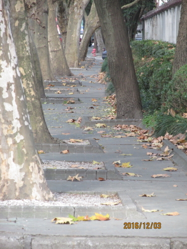 松江北内路・落葉景観道１３号は中山路の交差点から楽都路の交差点まで、松江北内路と言う路は無く（ネ末）子弄の道標があります。また北内路緑地と言う石碑が残っています。プラタナスの落葉は定期的に清掃員が掃除していますので歩道には残っていません。北内路緑地に銀杏、紅葉の樹が数本ありとても綺麗でした。北内路緑地帯に銀杏、紅葉の樹を増やしたら綺麗な落葉景観道に成るでしょう。<br /><br />2011年、徐匯区の武康路、余慶路から始まった落葉景観道は2016年は１８本の通りに拡大されました。落葉景観道は邪魔者扱いを受けやすい落ち葉を都市の景観の素材の一つとした画期的なものです。この活動は地域住民の理解と協力が必要であり、清掃員の労力負担も増えるものです。<br />上海ジャピオンさんから１８本の通りの詳細をいただきました。<br />参考記事　　　落葉景観道<br />上海市緑化と市容管理局は11月15日（火）、落ち葉など秋の景観を楽しめる「落葉景観道」通りを18本発表、11月下旬に見頃を迎えるとした。期間中は徐匯区の武康路、余慶路、湖南路の武康路―永福路間、復興西路の永福路―華山路間、呉興路、永福路などでイチョウやプラタナス、モクゲンジなどの落葉を楽しむことができる。なお期間中は、天候不良などでない限り、路面の清掃を行わないと言う。～上海ジャピオン2016年11月18日発行号