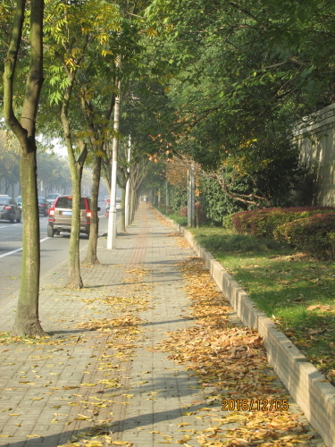 上海の龍渓路・落葉景観路・８号