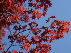 2016秋の京都～紅葉を求めて銀閣寺から吉田山、真如堂へ